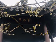 -香雪海