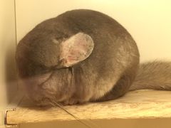 -龙猫仔乐园(惠福东路店)