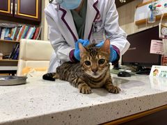 -宠爱国际动物医院·疑难骨科·心肾内科·皮肤科(太阳宫店)