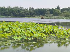 -溱湖国家湿地公园