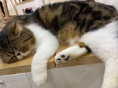 -李小姐の猫咖啡馆(五角场店)
