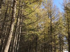 -御道口草原森林风景区