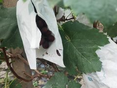 -马陆小张葡萄园农家乐