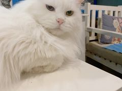 -Anne猫窝咖啡屋