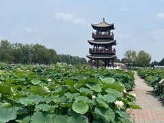 -白洋淀景区