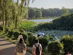 -丁香湖公园