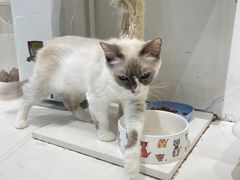 -喵喵咪呀布偶猫咖(春熙路店)