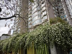 -成都市活水公园