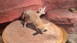 -Zoolung Zoolung动物主题公园(海信广场店)