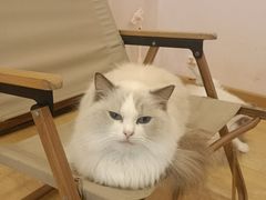 -猫咪派对(江南西店)