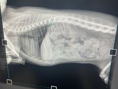 -美联众合动物医院·24h转诊中心