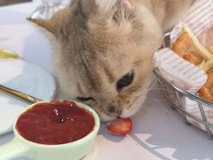 -喵屿·大理花园猫咖