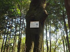 -南宁良凤江国家森林公园