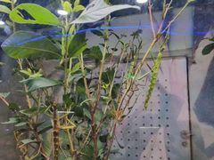 -上海大自然野生昆虫馆(东方明珠·爬宠昆虫探索中心)