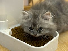 -猫咪派对(江南西店)