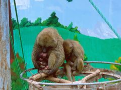 -西霞口神雕山野生动物世界