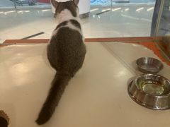 -三花喵·撸猫购宠·宠物生活馆(虹桥南丰城店)
