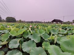 -梁鸿国家湿地公园