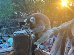 -上海野生动物园老虎餐厅