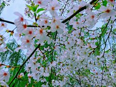 景点-西北湖绿化广场