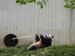 -卧龙中华大熊猫苑神树坪基地
