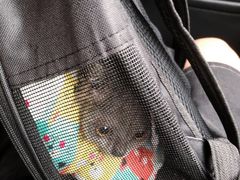 -爱妮康宠物医院·干细胞免疫细胞·肿瘤·心脏(张江店)