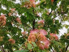 -花洲书院