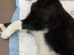-暖阳宠物医院·犬猫康复中心·骨科