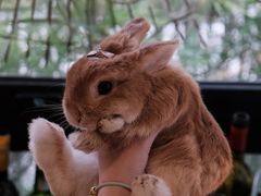 -Sheee Cafe restaurant(青林湾店)