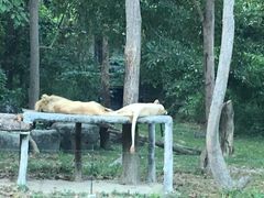 -清迈夜间动物园