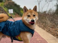 -半岛宠物医院24小时(西派城店)