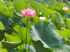 -四川大学(望江校区)