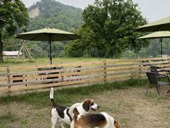 -趣多多宠物公园·宠物训犬学校·宠物寄养