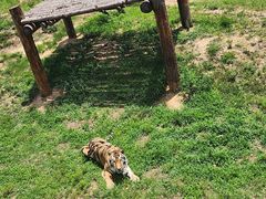 -西霞口神雕山野生动物世界