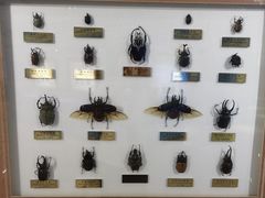 -上海昆虫博物馆