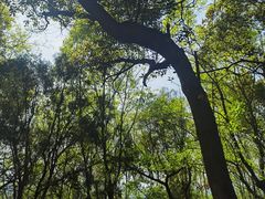 -上海佘山国家森林公园天马山园