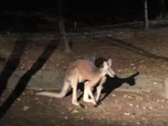 -清迈夜间动物园