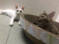 -凯特喵百思猫专科医院