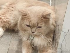 -楼上猫咖(罗湖店)