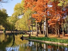 -上海共青森林公园