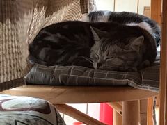 -海边的猫和咖啡馆