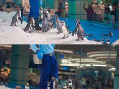 -帝企鹅自助餐厅•儿童岛•真企鹅(长隆企鹅酒店)