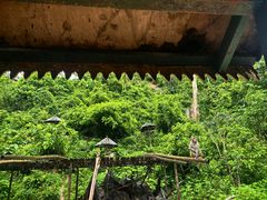 -西双版纳原始森林公园