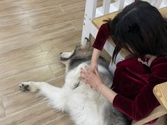 -李小姐の猫咖啡馆(五角场店)