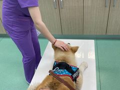 -北京观赏动物医院·24小时大型综合·猫专科·异宠专科