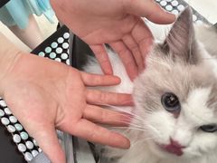 -福懋动物医院·犬猫全科·外科·重症科(杏林分院)