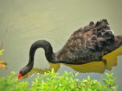 -鹅湖玫瑰文化园