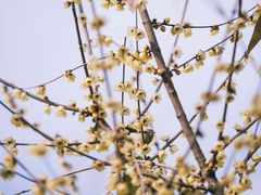 -望江楼公园