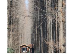 -黄海国家森林公园