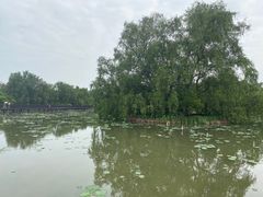 -大湾区中央湿地公园